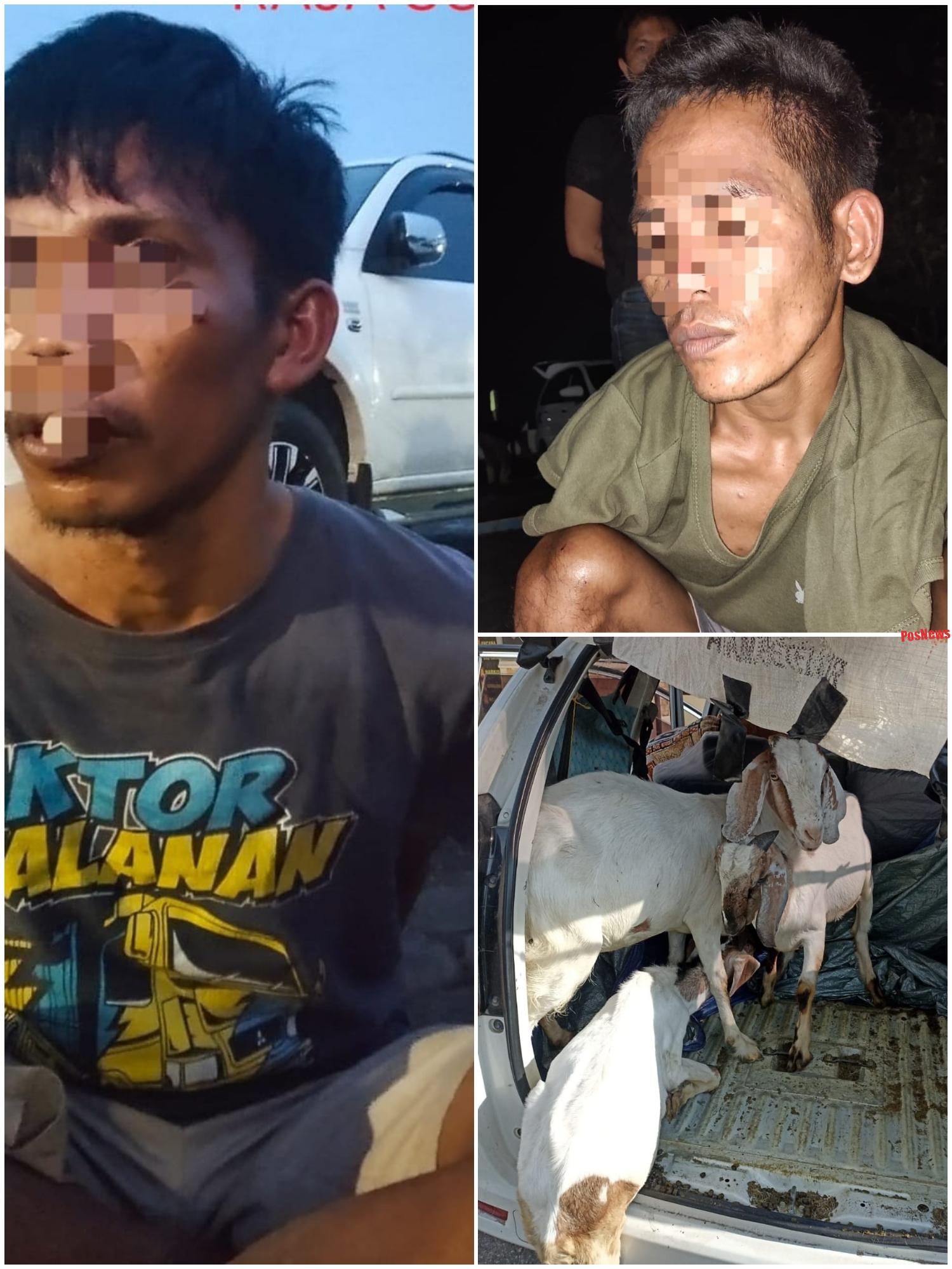Polsek Lambu Kibang dan Team Gabungan TEKAB 308 PRESISI Polres Mesuji, Tuba dan Tubaba Ungkap pelaku pencurian Hewan ternak, 3 ( tiga) Orang pelaku dibekuk